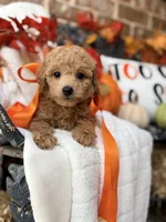Jules, a female Goldendoodle for sale in San Antonio, TX – 2 of 6