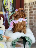 Tilly, a female English Toy Spaniel for sale in San Antonio, TX – Photo 5 of 6