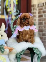 Tilly, a female English Toy Spaniel for sale in San Antonio, TX – Photo 2 of 6