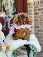 Tilly, a female English Toy Spaniel for sale in San Antonio, TX – Photo 1 of 6