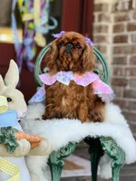 Tilly, a female English Toy Spaniel for sale in San Antonio, TX – Photo 4 of 6