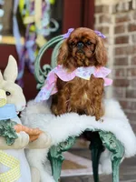 Tilly, a female English Toy Spaniel for sale in San Antonio, TX – Photo 3 of 6