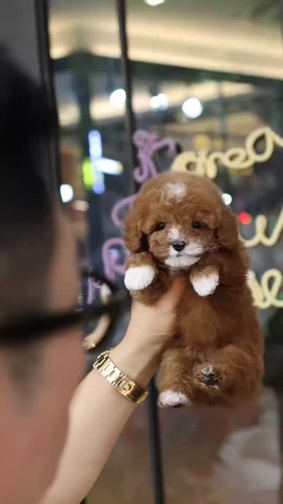 Beoding, a male Poodle - Toy  for sale in San Antonio, TX – 2 of 5