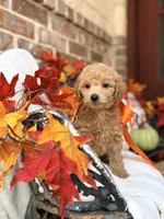 Jules, a female Goldendoodle for sale in San Antonio, TX – 4 of 6