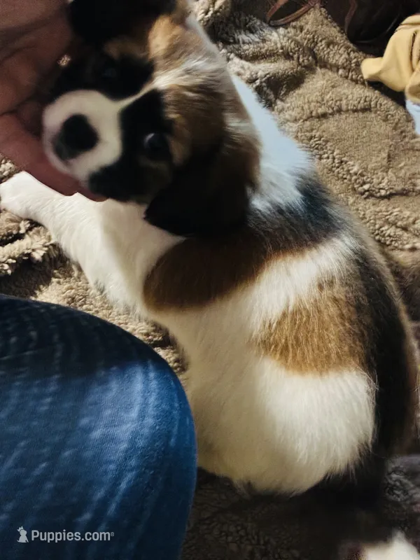 Puppy – Chihuahua puppy on hold in Columbus, OH