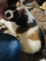 Puppy, a male Chihuahua for sale in Columbus, OH – 1 of 5