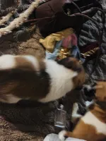 Puppy, a male Chihuahua for sale in Columbus, OH – 5 of 5