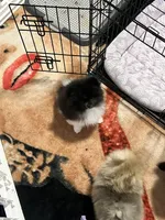 Lucky , a male Pomeranian for sale in Aurora, CO – 3 of 3