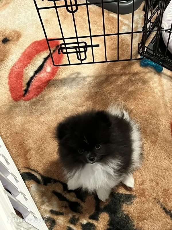 Lucky  – Pomeranian puppy for sale in Aurora, CO