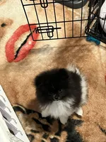 Lucky , a male Pomeranian for sale in Aurora, CO – 1 of 3