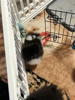 Lucky , a male Pomeranian for sale in Aurora, CO – 2 of 3