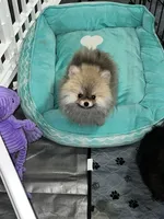 Lover, a male Pomeranian for sale in Aurora, CO – 2 of 3