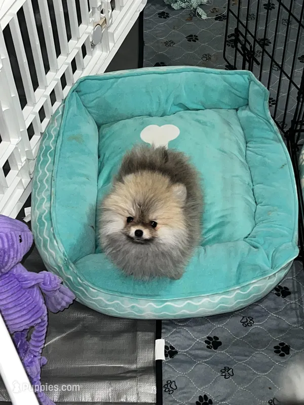 Lover – Pomeranian puppy for sale in Aurora, CO