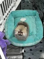 Lover, a male Pomeranian for sale in Aurora, CO – 1 of 3