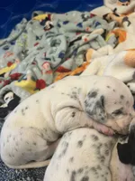Blue, a male Dalmatian for sale in Four Oaks, NC – 7 of 7