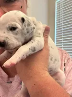 Pink, a female Dalmatian for sale in Four Oaks, NC – 1 of 5