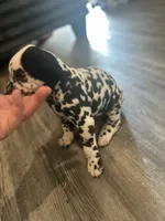 Teal, a male Dalmatian for sale in Four Oaks, NC – 7 of 8