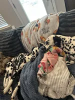 Perdita - mom, a  Dalmatian for sale in Four Oaks, NC – 4 of 4
