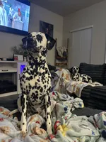Perdita - mom, a  Dalmatian for sale in Four Oaks, NC – 2 of 4