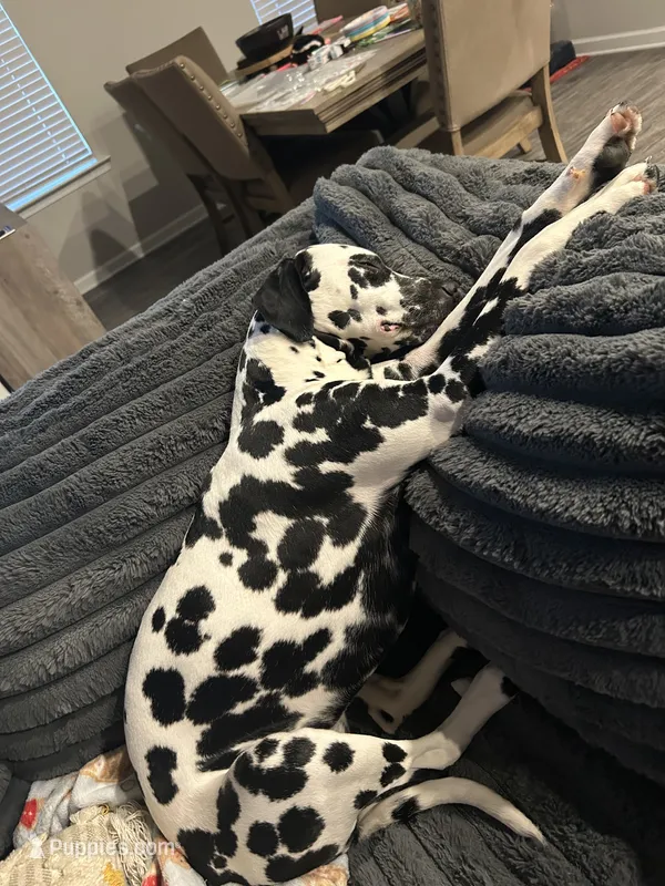 Perdita - mom – Dalmatian puppy for sale in Four Oaks, NC