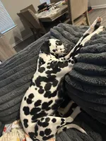 Perdita - mom, a  Dalmatian for sale in Four Oaks, NC – 1 of 4