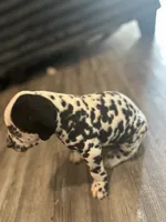 Teal, a male Dalmatian for sale in Four Oaks, NC – 5 of 8