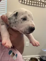 Blue, a male Dalmatian for sale in Four Oaks, NC – 5 of 7
