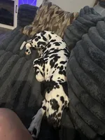 Perdita - mom, a  Dalmatian for sale in Four Oaks, NC – 3 of 4