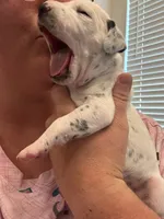 Pink, a female Dalmatian for sale in Four Oaks, NC – 3 of 5