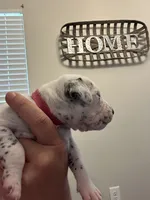 Pink, a female Dalmatian for sale in Four Oaks, NC – 4 of 5