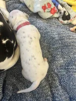 Pink, a female Dalmatian for sale in Four Oaks, NC – 5 of 5