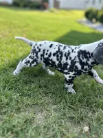 Teal, a male Dalmatian for sale in Four Oaks, NC – 4 of 8