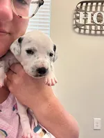 Pink, a female Dalmatian for sale in Four Oaks, NC – 2 of 5