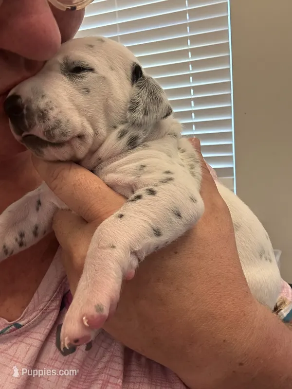 Blue – Dalmatian puppy for sale in Four Oaks, NC