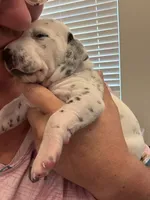 Blue, a male Dalmatian for sale in Four Oaks, NC – 1 of 7