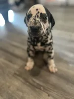 Teal, a male Dalmatian for sale in Four Oaks, NC – 2 of 8