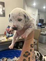 Blue, a male Dalmatian for sale in Four Oaks, NC – 6 of 7
