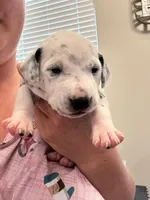 Blue, a male Dalmatian for sale in Four Oaks, NC – 2 of 7