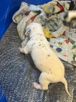 Blue, a male Dalmatian for sale in Four Oaks, NC – 4 of 7