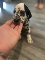 Teal, a male Dalmatian for sale in Four Oaks, NC – 8 of 8