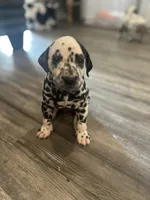 Teal, a male Dalmatian for sale in Four Oaks, NC – 6 of 8
