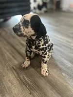 Teal, a male Dalmatian for sale in Four Oaks, NC – 3 of 8
