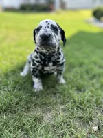 Teal, a male Dalmatian for sale in Four Oaks, NC – 1 of 8
