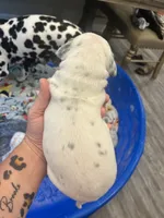 Blue, a male Dalmatian for sale in Four Oaks, NC – 3 of 7