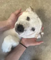 processed/817508c2-cf29-4589-8dbb-2180194b8f96/listing/420b0ba6-a684-4691-b653-ecd7795e0446/1e490324-9c8c-4108-89c3-26412362550a