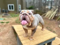 Asia, a female English Bulldog for sale in Duluth, GA – Photo 8 of 10