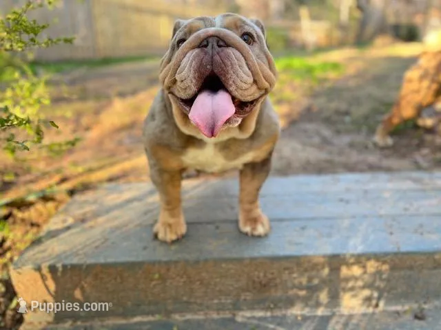Asia – English Bulldog puppy for sale in Duluth, GA