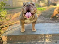 Asia, a female English Bulldog for sale in Duluth, GA – Photo 1 of 10
