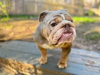 Asia, a female English Bulldog for sale in Duluth, GA – Photo 4 of 10