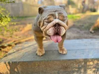 Asia, a female English Bulldog for sale in Duluth, GA – Photo 2 of 10